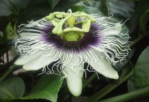 Passiflora caerulea