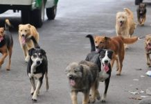 Perros abandonados en las calles de Catamarca