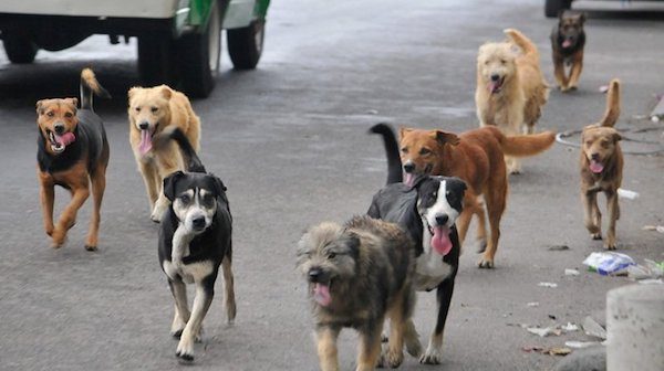 perros-abandonados-Catamarca-600x336 Abandono de mascotas en Venezuela: triste realidad por la crisis económica