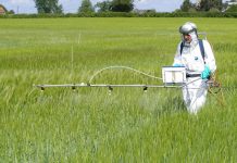 Pesticidas-glifosato
