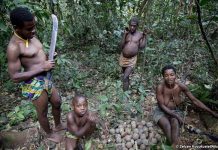 Tribus ‘pigmeas’ como la de los bakas han vivido en las selvas de la cuenca del Congo durante milenios. Están siendo expulsados ilegalmente en nombre de la conservación, pero la actividad maderera, la caza furtiva y otras amenazas para especies en peligro de extinción, como el gorila, el elefante de selva africano o los pangolines, continúan. © Selcen Kucukustel/Atlas