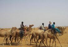 Refugiados tuareg van en camello al desierto de Initkan (Niger), donde reciben ayuda de ACNUR, Abril 2013. © ACNUR / Bernard Ntwari
