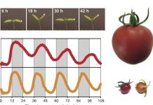 Ritmo circadiano del tomate