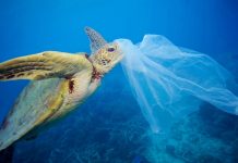 Greenpeace, tortuga afectada por una bolsa de plástico