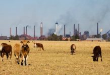 Vacas pastando ante una industria que contamina por CO2