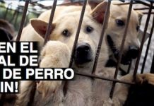 Banner de Avaaz para erradicar la práctica de la muerte de perros en el Festival de Yulin, en China